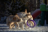 Szczenięta Labrador Retriever