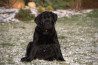 Szczenięta Labrador Retriever