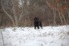 Szczenięta Labrador Retriever