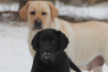 Szczenięta Labrador Retriever