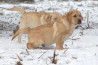 Szczenięta Labrador Retriever