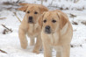 Szczenięta Labrador Retriever