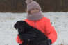 Szczenięta Labrador Retriever