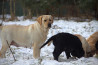 Szczenięta Labrador Retriever