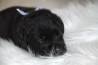 Szczenięta Labrador Retriever