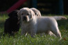 Szczenięta Labrador Retriever