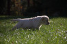 Szczenięta Labrador Retriever