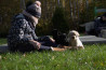 Szczenięta Labrador Retriever