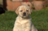 Szczenięta Labrador Retriever