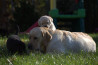 Szczenięta Labrador Retriever
