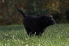 Szczenięta Labrador Retriever
