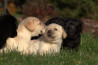 Szczenięta Labrador Retriever