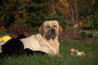 Szczenięta Labrador Retriever