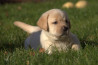 Szczenięta Labrador Retriever