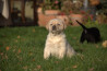 Szczenięta Labrador Retriever