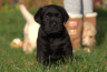 Szczenięta Labrador Retriever