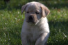 Szczenięta Labrador Retriever