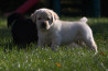 Szczenięta Labrador Retriever