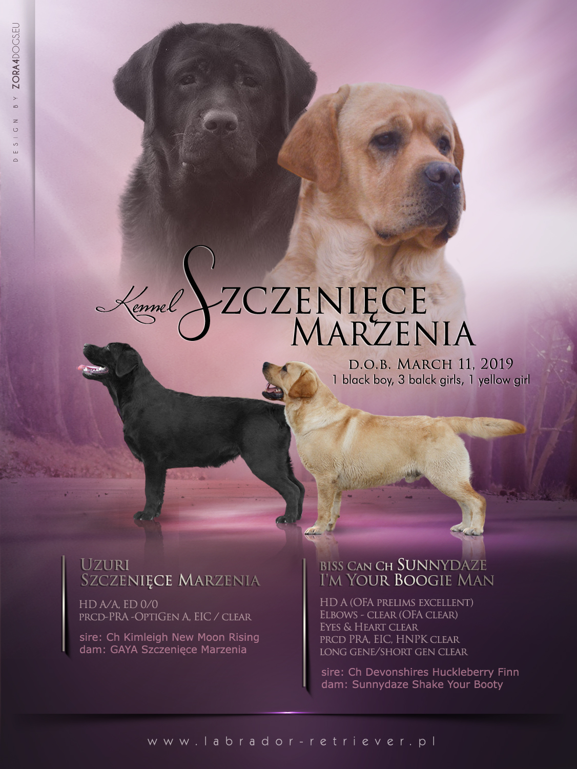 szczenięta labrador retriever