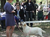 URSA MAJOR Szczenięce Marzenia